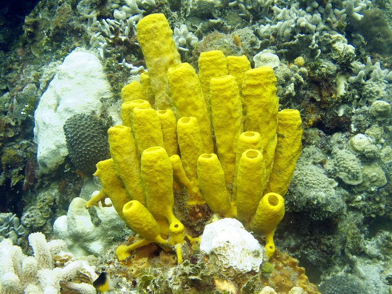IMG_2865 Yellow Tube Sponge.jpg